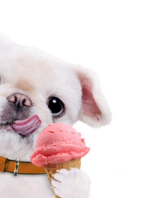 Dog Dessert